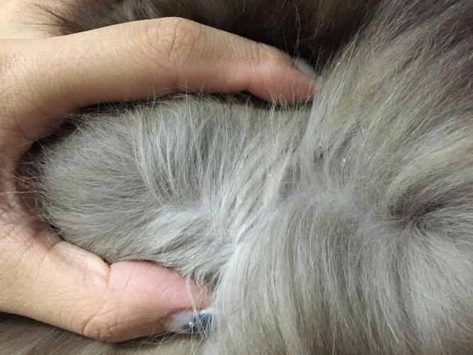 猫身上出现白的东西