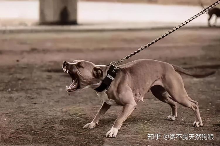 比特犬 训练