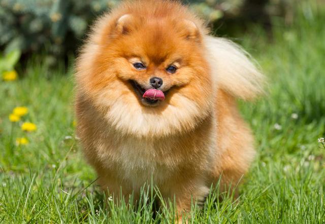 博美犬夏天不爱吃东西怎么办