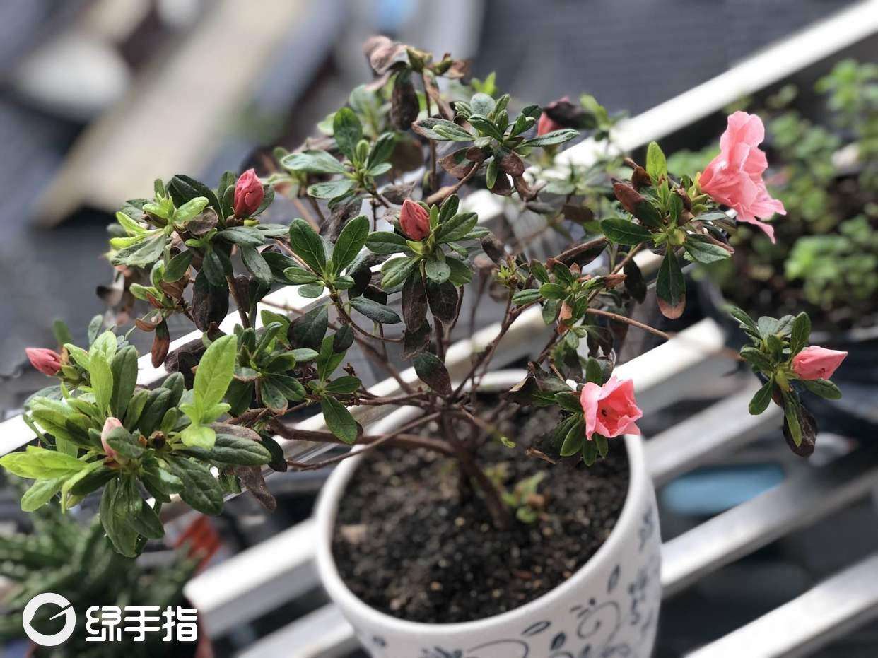 西洋杜鹃的繁殖方法