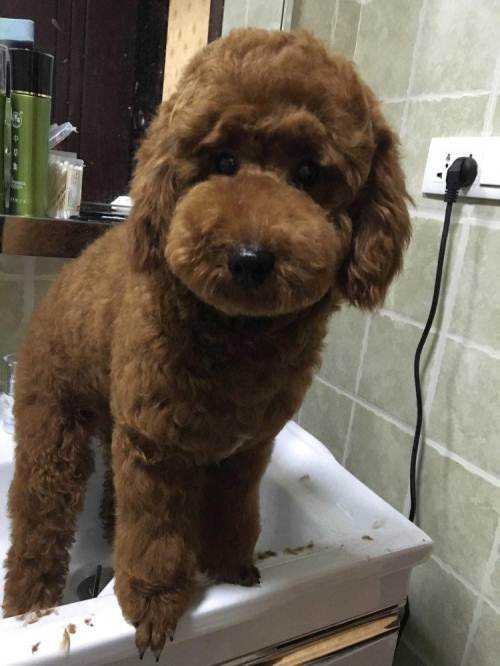 养四个月的母贵宾应该买什么东西