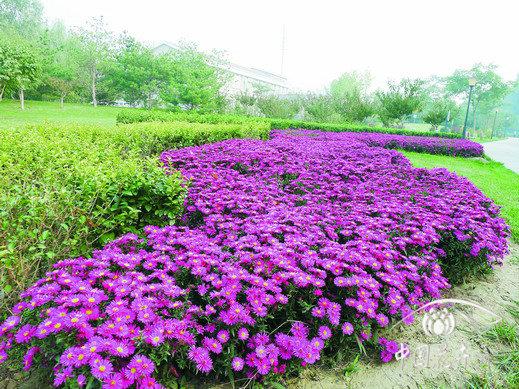 花卉的露地栽培