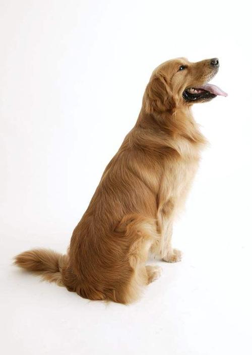 犬只站姿训练