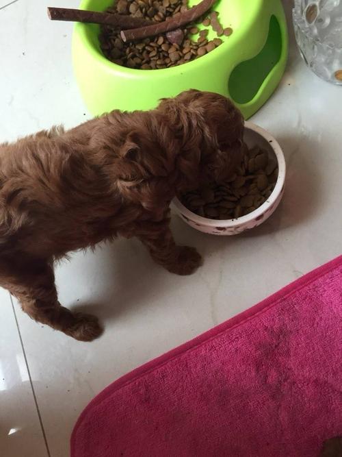泰迪幼犬病后恢复不吃东西