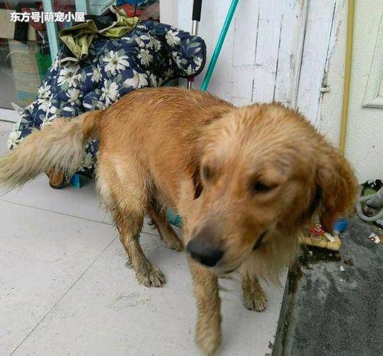 金毛为什么喜欢吃脏东西怎么办