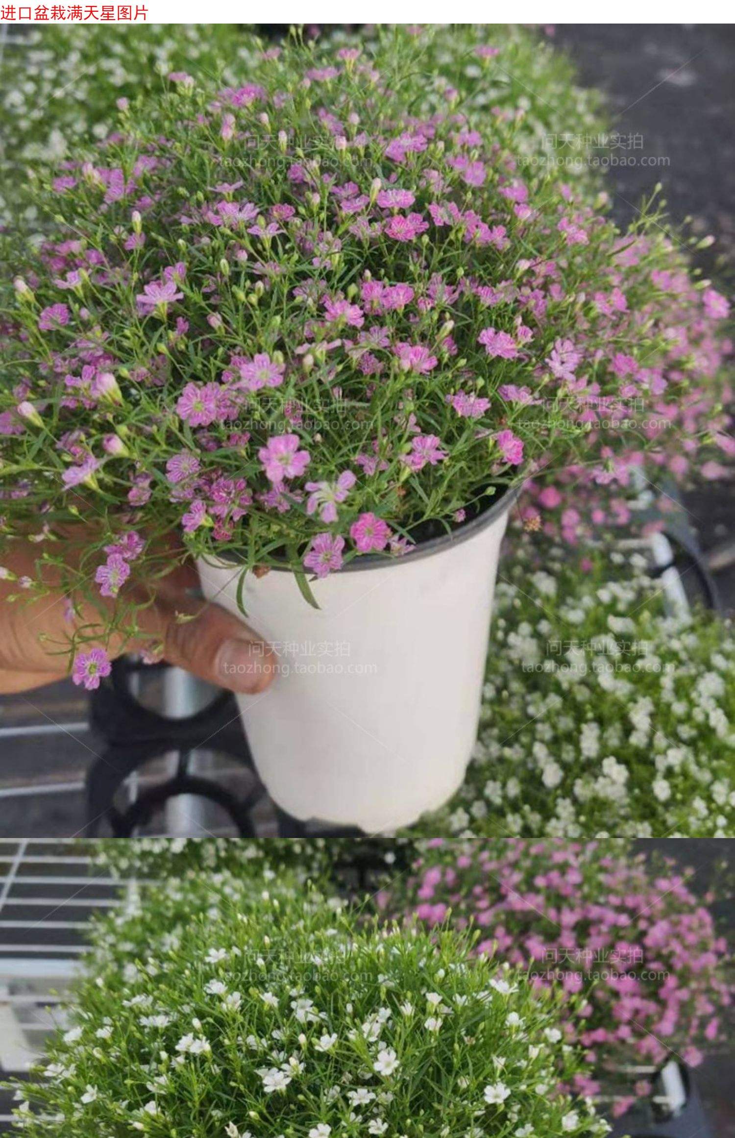 大花满天星种植方法