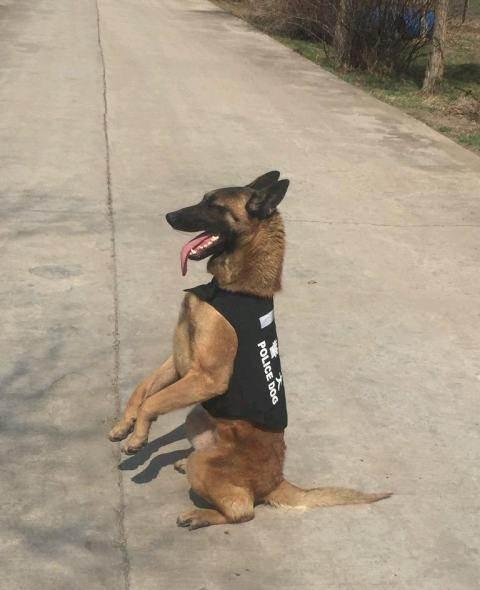 如何训练马犬躺下