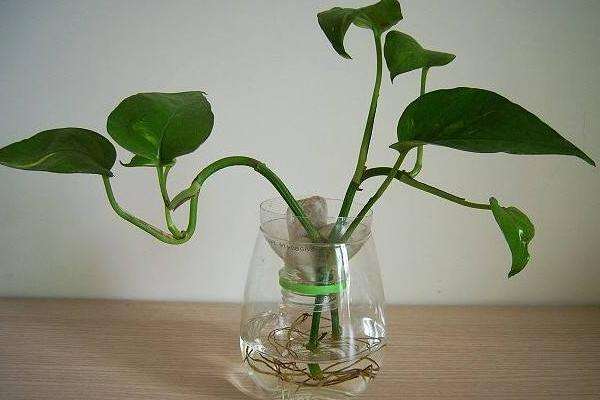 水插绿萝注意事项
