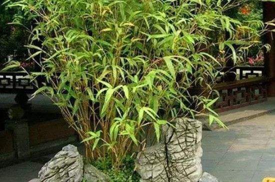 米竹养护注意事项