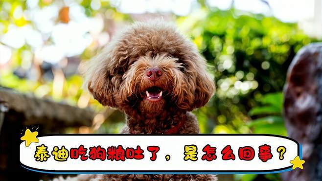 泰迪吃的东西都吐了怎么办啊