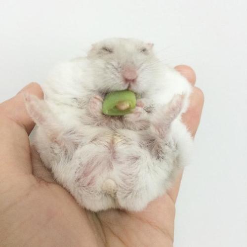 仓鼠磨牙有几种东西