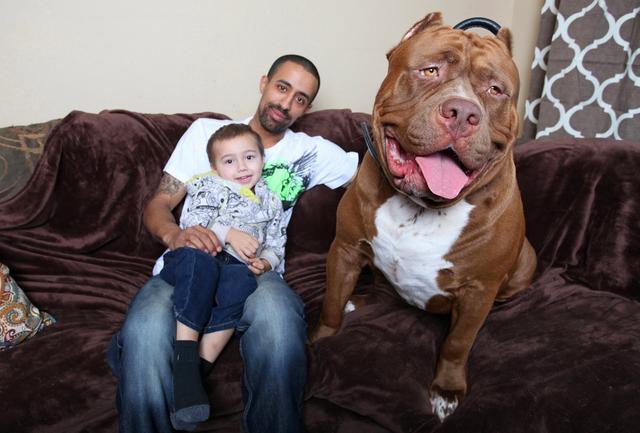 比特犬该如何训练