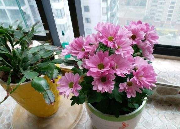 冬季养花注意事项