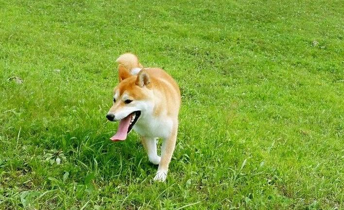 柴犬训练不乱跑