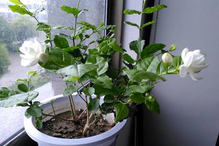 盆栽茉莉养殖方法