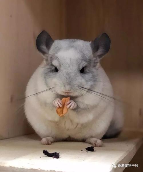 龙猫吃不了东西怎么办