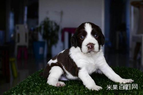 史宾格如何训练打猎