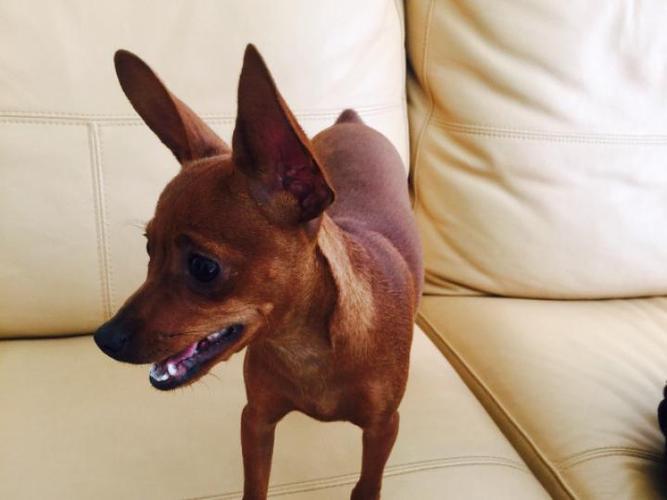 路犬怎样训练大便