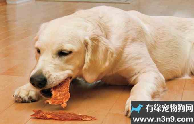 狗狗怀孕要准备些什么东西不能吃