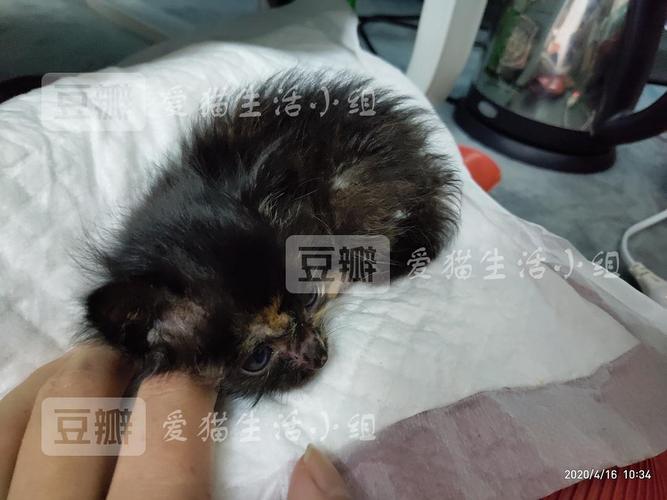 猫拉肚子黑色的东西怎么办