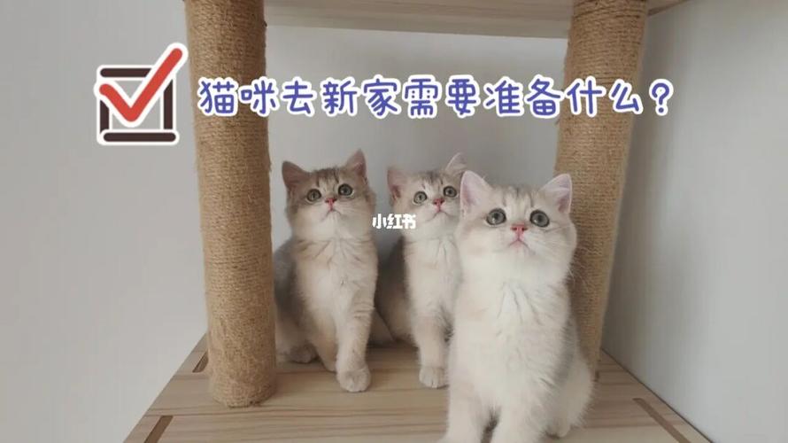 猫来新家要注意什么东西