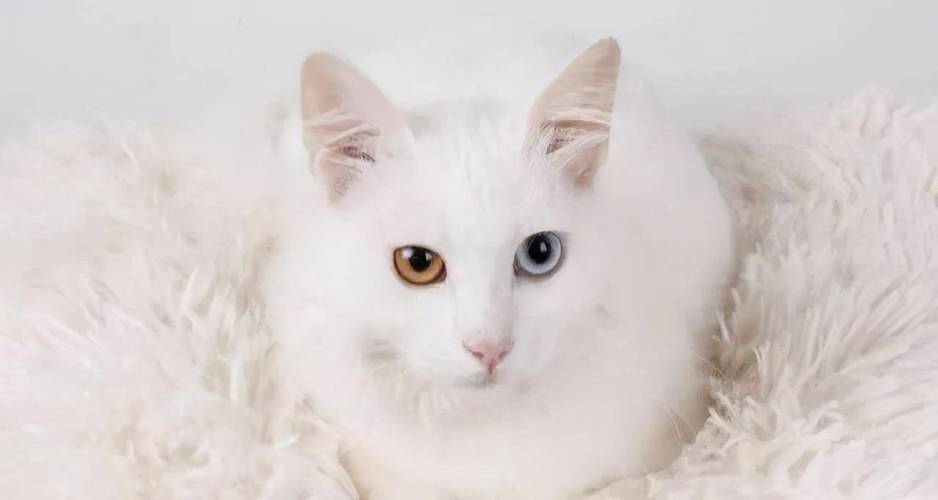 猫过了发情期 掉毛 喝水多 不怎么吃东西