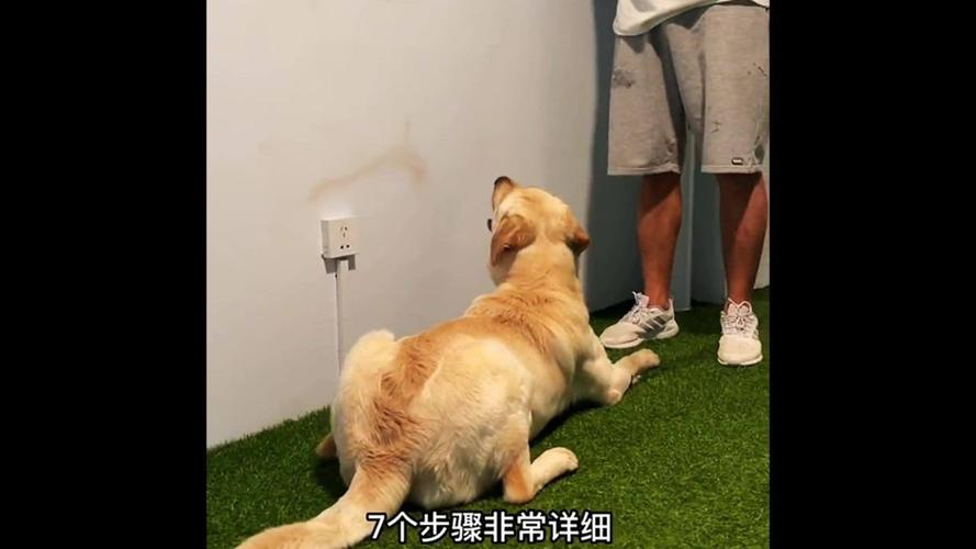 怎么训练狗卧倒