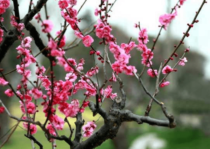 冬天梅花种植方法