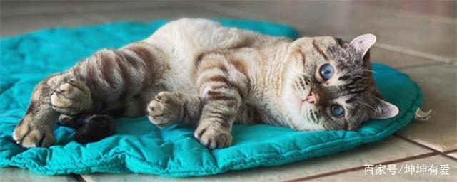 猫咪四肢无力不吃东西