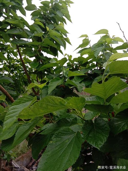 桑树栽培技术 花木
