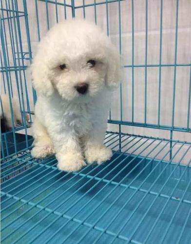 比熊打疫苗不吃东西怎么办