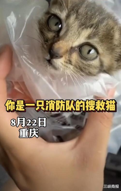 训练猫捡东西
