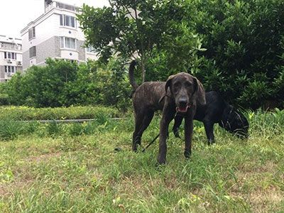 怎样训练猎犬追骚