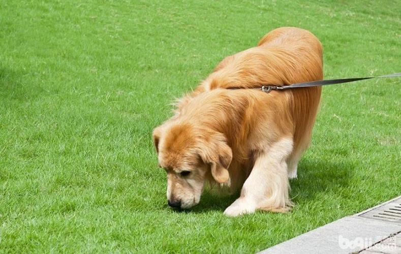 怎样训练狗狗不乱叼东西