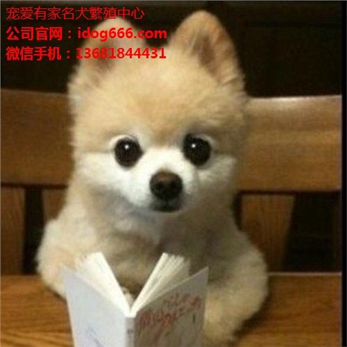 烟台哪有宠物东西批发