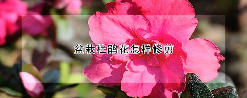 修剪杜鹃花的注意事项
