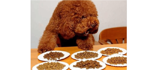 四岁的泰迪犬不爱吃东西怎么办
