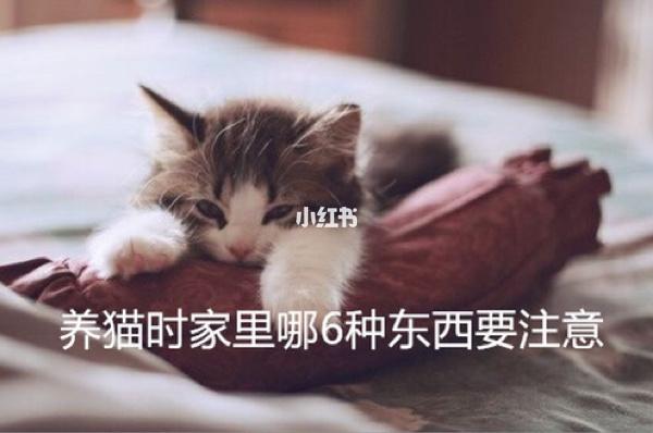 新接猫回来注意什么东西