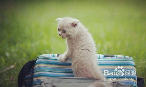 买外地猫需要主意什么东西