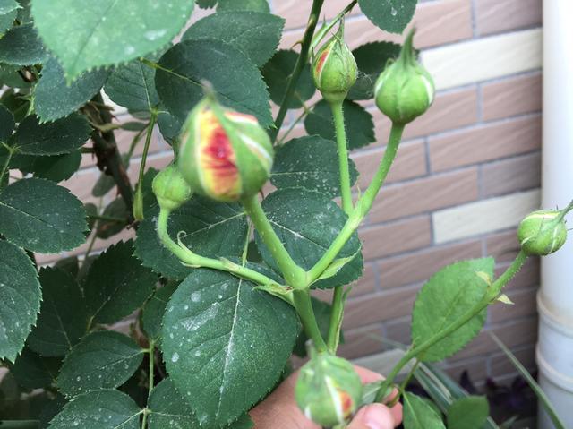 月季花剪枝的栽培