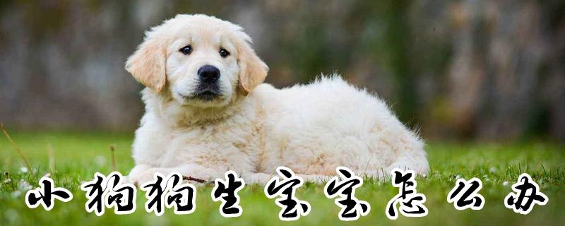 狗狗生孩子要准备什么东西不能吃什么东西吗