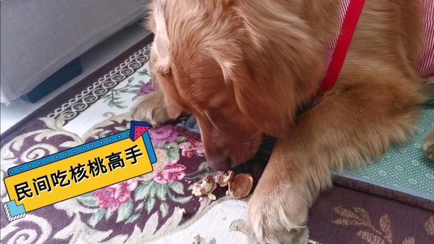 金毛吃东西吐白沫