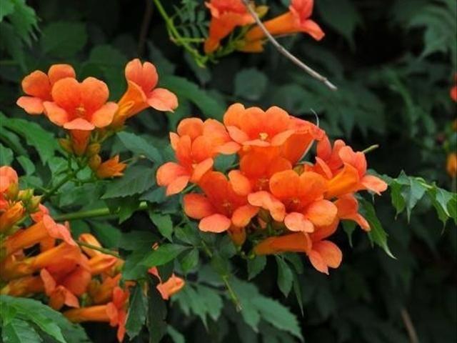 凌霄花 栽培