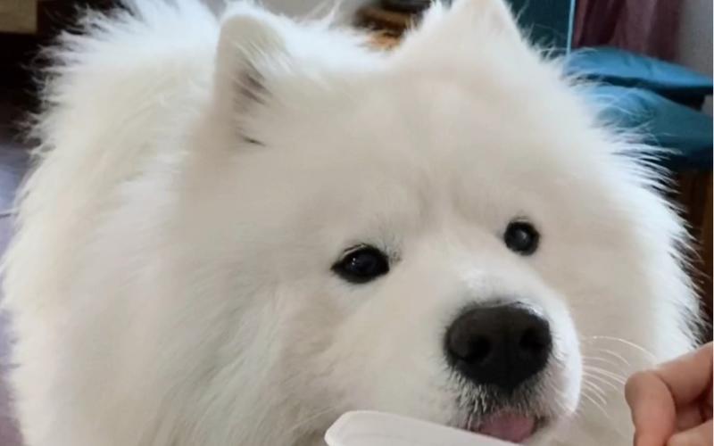 小萨摩不吃东西怎么办