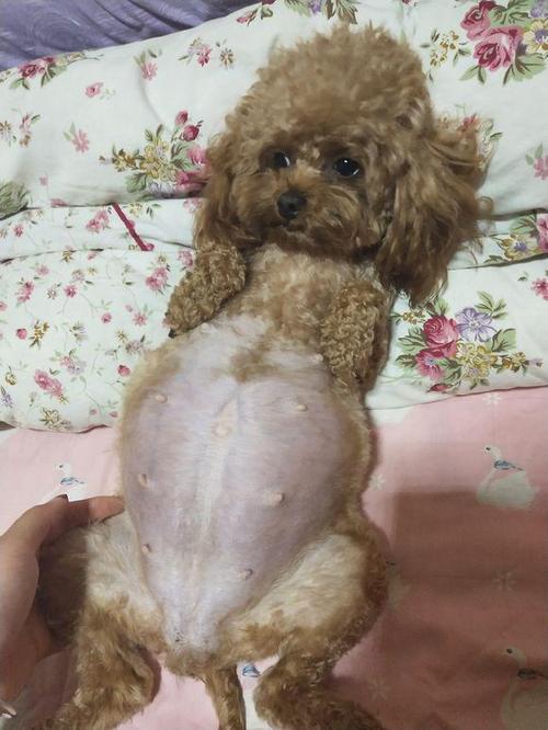 泰迪狗狗剖腹产后不吃东西
