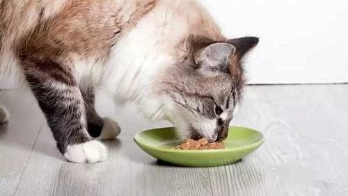 猫生完不吃东西怎么办