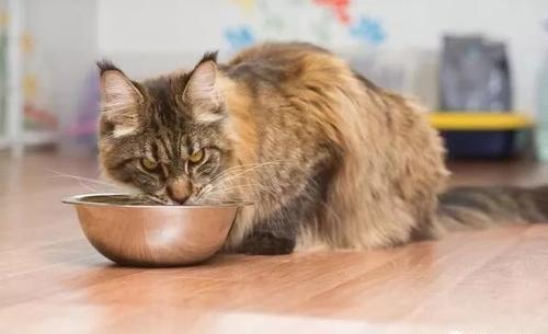 猫瘦还不爱吃东西怎么办