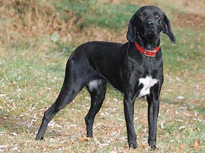 训练猎犬骚路