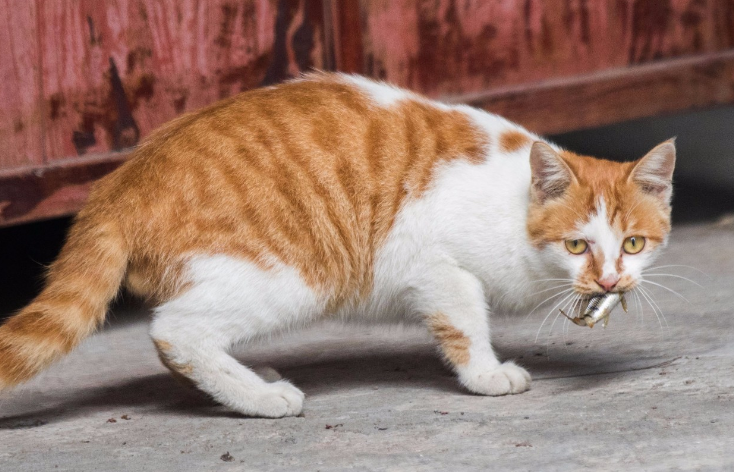 猫喜欢在地上吃东西怎么办
