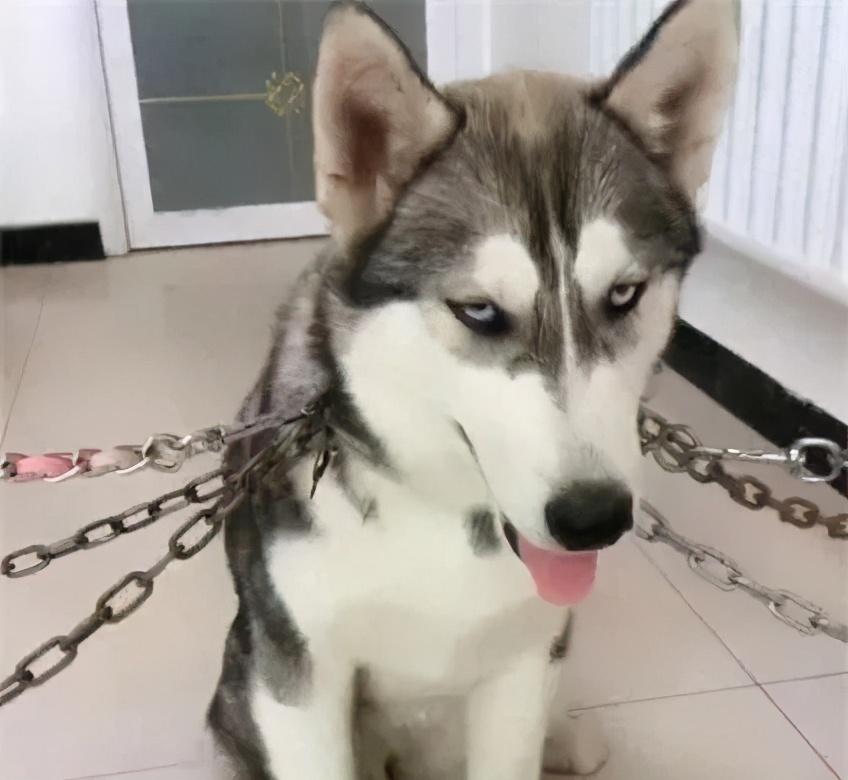 哈士奇没精神不吃东西怎么办